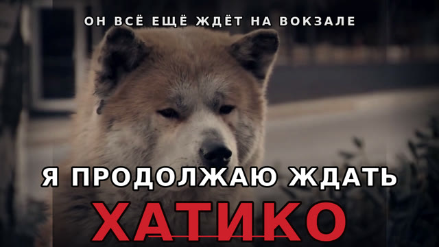 Последние кадры с Хатико, который так и остался ждать своего хозяина